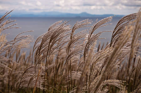 Wild fluffy grass with spikelets smoothly swinging in wind, summer and autumn plants with cloudy...