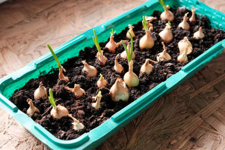 Young green onions in the ground. Growing onions on the windowsill in the house. Greens at home. Close-up view. For a gardening site.の写真素材