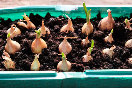 Young green onions in the ground. Growing onions on the windowsill in the house. Greens at home. Close-up view. For a gardening site.の写真素材