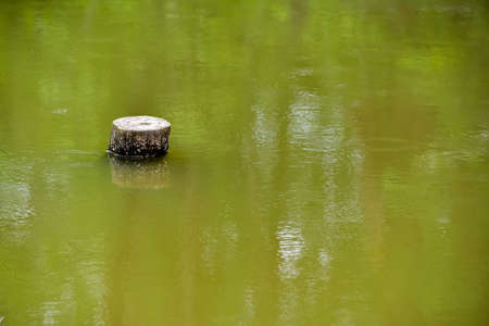 old stump stick out of the pond water.の写真素材