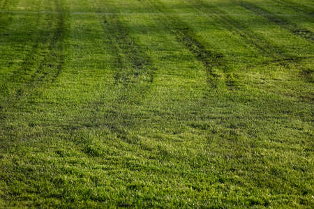 Lawn surface texture with mower marks, with sunspots on the grass.