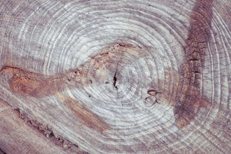 Tree rings, cross section of cut old tree. Texture of the tree from inside.の写真素材