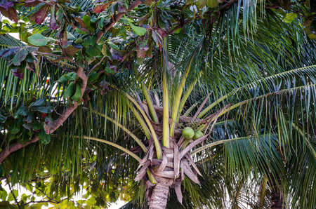 Coconuts on the palm tree. Natural photo.の写真素材