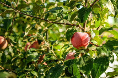 Red tasty apple. delicious apples hanging from a tree branch in an apple orchard.の写真素材