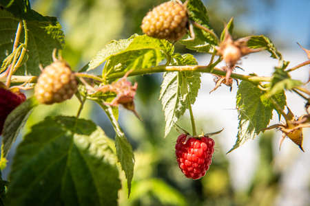 Closeup of a single ripe raspberry growing on raspberry bush with a blurry background.の写真素材
