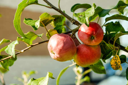 Red tasty apples. delicious apples hanging from a tree branch in an apple orchard.の写真素材