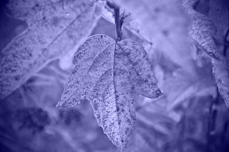 close-up nature view of green leaf in the sunlight. photo toned in the color of the year very peri.