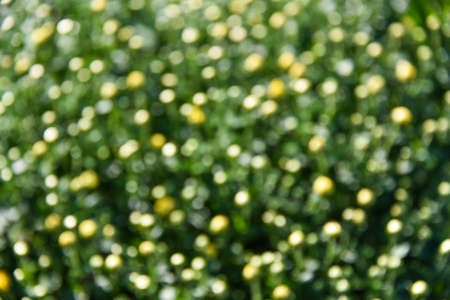 Blurred bokeh on nature abstract blur background. bokeh of grass.の写真素材