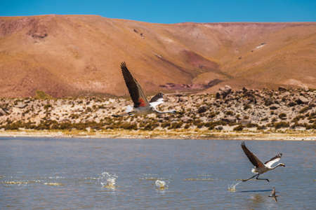 Flamengo flying over a lagoon in Atacama desert, Chileの写真素材