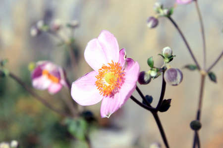 flowerの写真素材