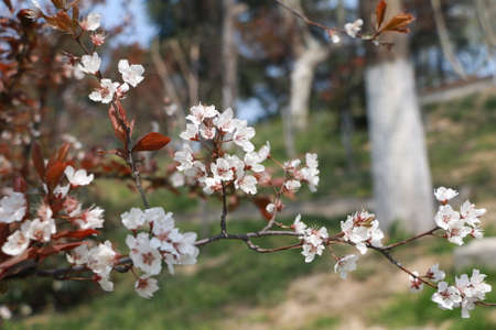 Beautiful blossoms in a park