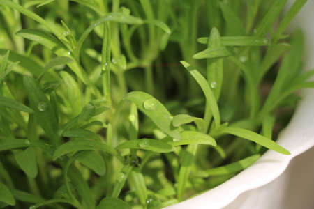 Close up on fresh leaves
