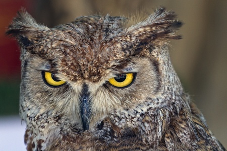 Yellow-eyed owlの写真素材