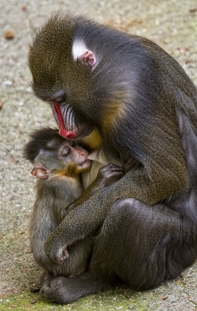 Mandrill female with her tiny newborn, when feeding your child.の写真素材