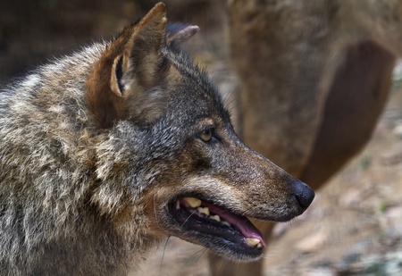 The wolf Canis lupus is a member of the mammalian order known as Carnivoraの写真素材
