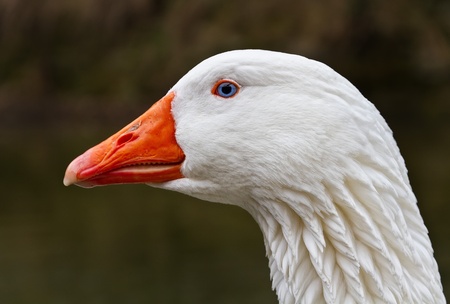 Portrait head of a goose.の写真素材