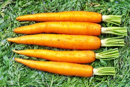 Fresh carrots , background of carrot leavesの写真素材