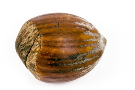  hazelnut isolated on white 