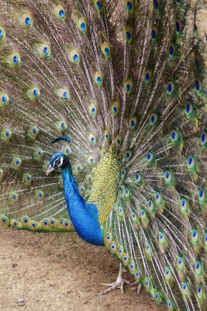 Peacock Male at the time of opening the feathers の写真素材