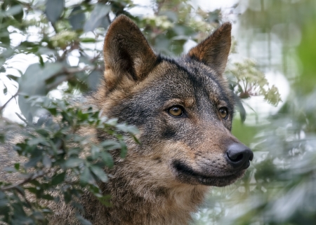 The wolf Canis lupus is a member of the mammalian order known as Carnivoraの写真素材