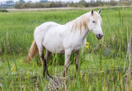white arabian horses on the meadow の写真素材