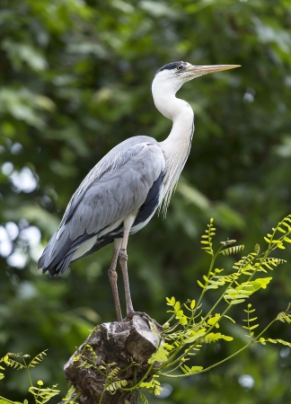 Blue heron, perched on a branch in their natural habitatの写真素材