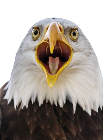 Portrait of a bald eagle lat. haliaeetus leucocephalusの写真素材
