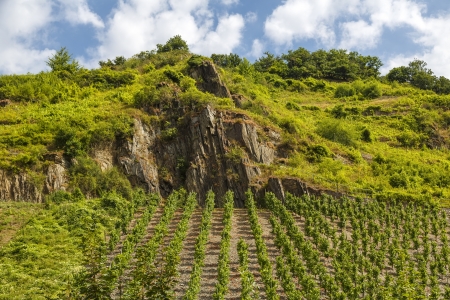 vineyards Beilstein, Germany, highly sought after in its white wines の写真素材