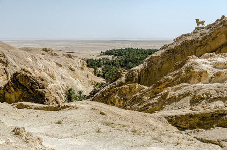 Monument of sheep, Sahara, Chebika, Tunisiaの写真素材