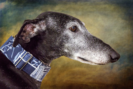Greyhound dog portrait head detailの写真素材