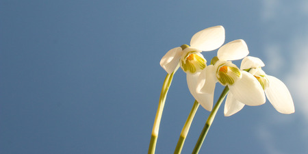 snowdropの写真素材