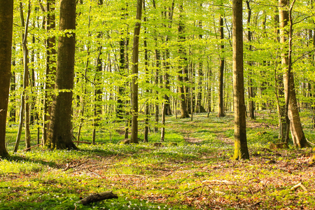 Spring forestの写真素材