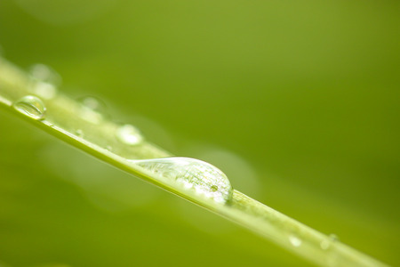 Drops on leaf