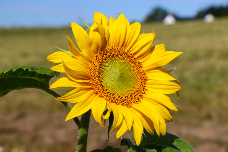 sunflowerの写真素材