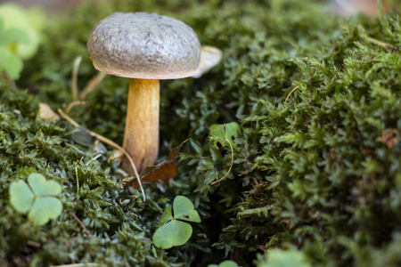 Mushroomsの写真素材