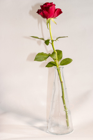 red rose with waterdropsの写真素材