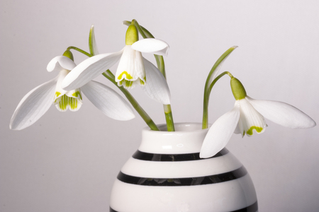 snowdropの写真素材