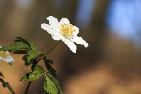 Anemoneの写真素材