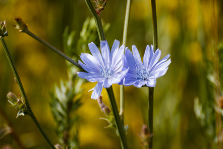Corn flowersの写真素材