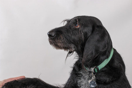 Old Dogの写真素材