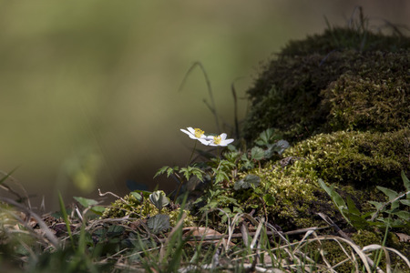 neorosa background.の写真素材