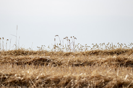Yellow grass background.