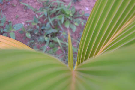 little coconut tree leaf