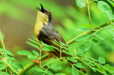 Ashy Priniaの写真素材