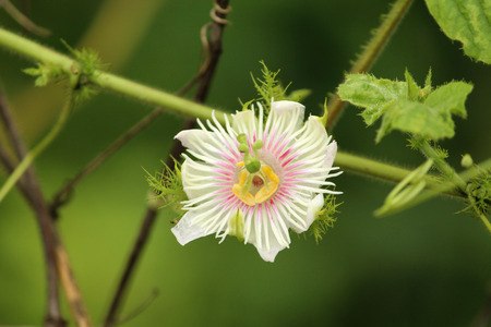 Small White Flower with Filamentsの写真素材