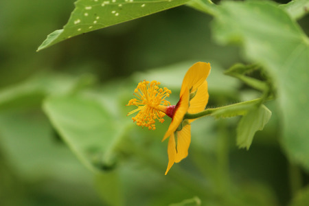 Small Yellow Flower with filamentsの写真素材