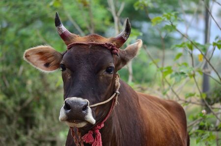 Indian cow standing in a farm milk industry organicの写真素材