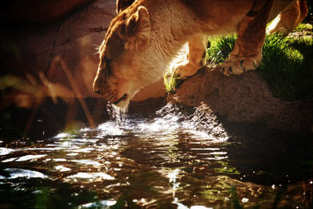 Lion drinking water