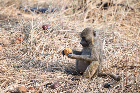 Olive baboon holding and looking at a fruit, at Tarangire National Park, Tanzania.の写真素材