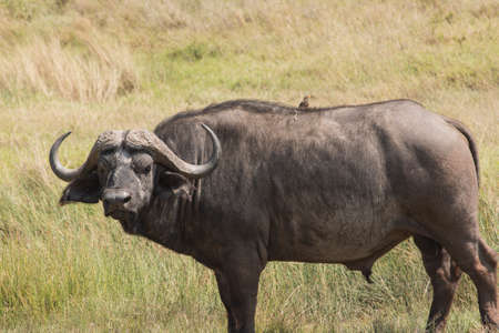 African ( cape ) buffaloの写真素材